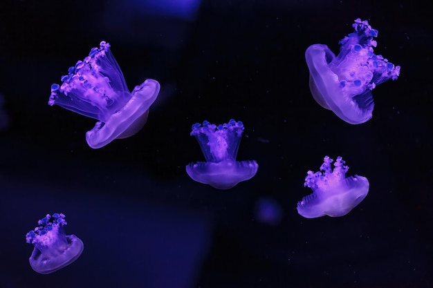 Macro shooting under water mediterranean jellyfish