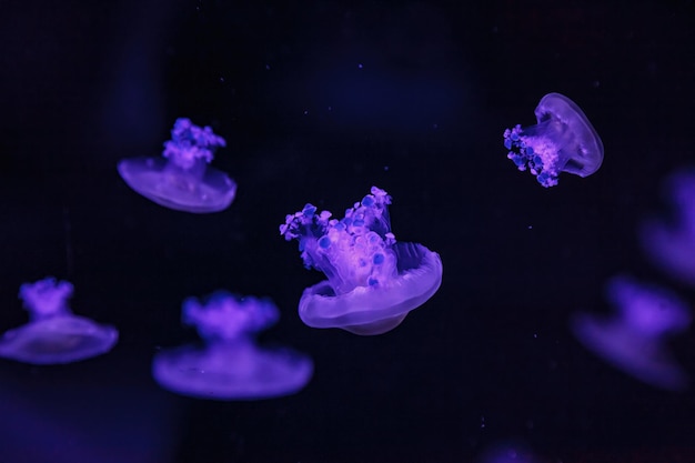 Macro shooting under water mediterranean jellyfish