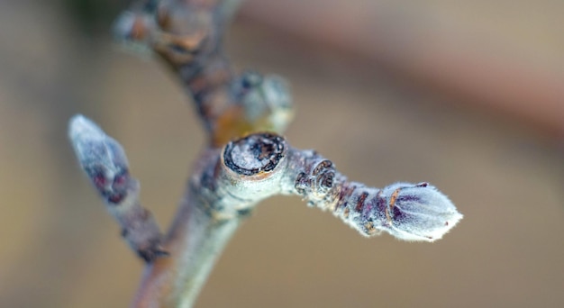 Macro shot of apple bud on an apple tree end of februry shot