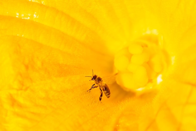 Macro shot of a bee in pumpkin flower is about to fly