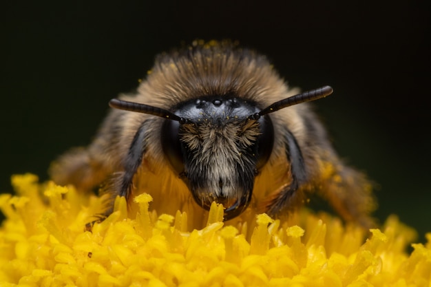 Macro shot of a bee searching for nectar on a daisy flower