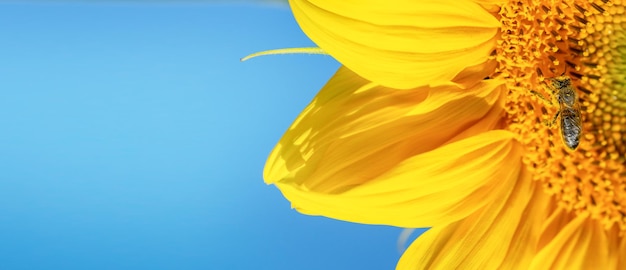 Macro shot of a bee on sunflower on clear blue sky background Copy space