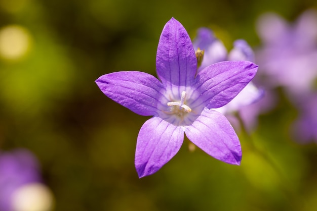 Macro shot of bellflowers on green background. Purple flower on the field in summer, close up, copy space.