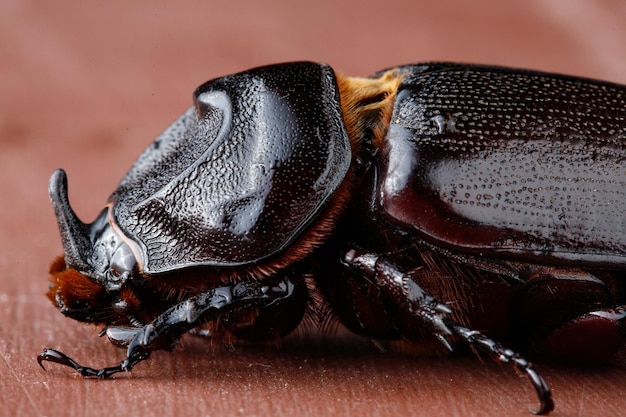 Macro shot of a black beetle on a wooden table