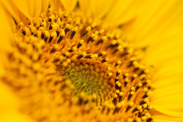 Macro shot of blooming sunflower Selective focus