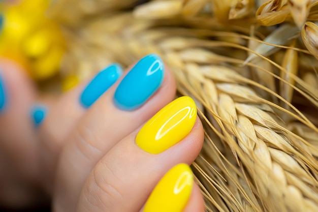 A macro shot of a blueyellow nail manicure against the background of ears of wheat manicure gel polish made in the Ukrainian style