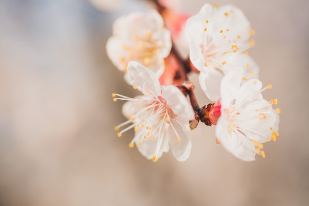 Macro shot of branch with pink apricot tree flowers in full bloom