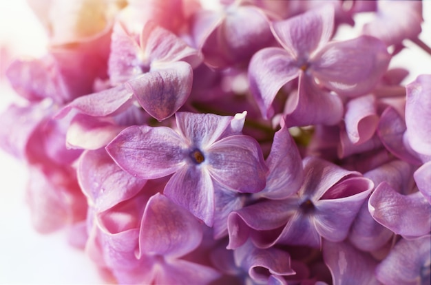 Macro shot bright purple violet lilac flowers.