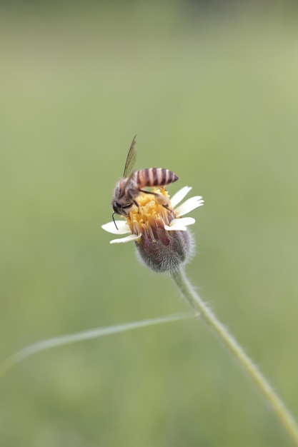 Photo macro shot of a bumblebee