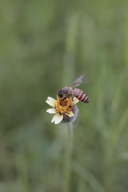 Photo macro shot of a bumblebee