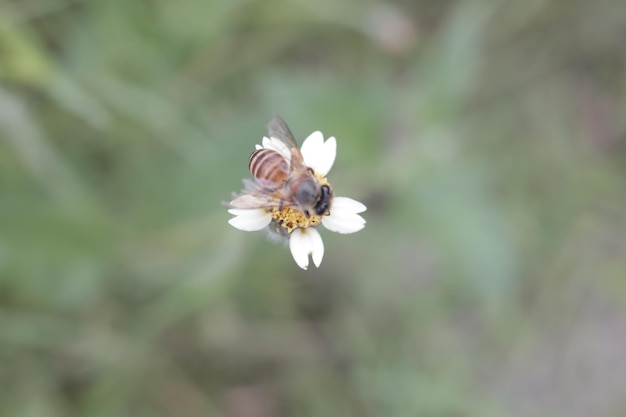 Photo macro shot of a bumblebee