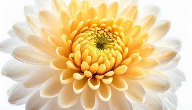 Macro Shot of Chrysanthemum Center