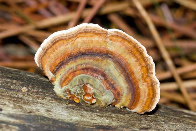 Macro shot of the colourful Trametes versicolor mushroom