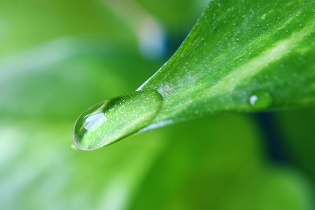 Macro Shot of Crystal Clear Water Droplet on the Bright Green Leaf