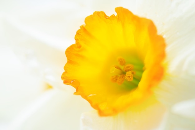 Macro shot of daffodil or narcissus flower Spring concept