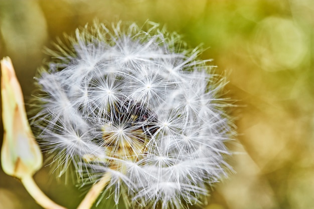 A macro shot of a dandelion. Close-up