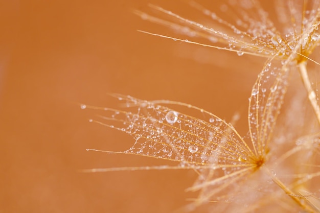 Macro shot of dandelion with droplets