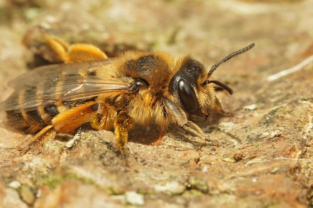 Macro shot of a female yellow-legged mining bee, Andrena flavipes