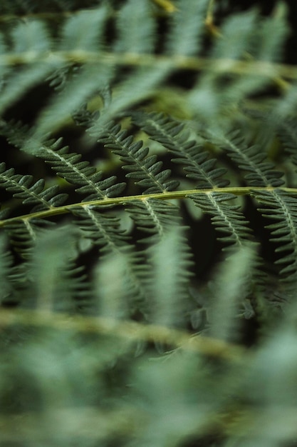 Photo macro shot of fern branch