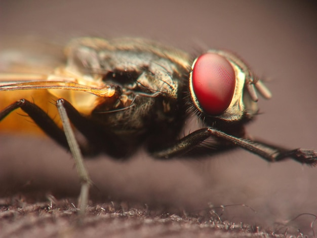 Macro shot of a fly on a fabric surface