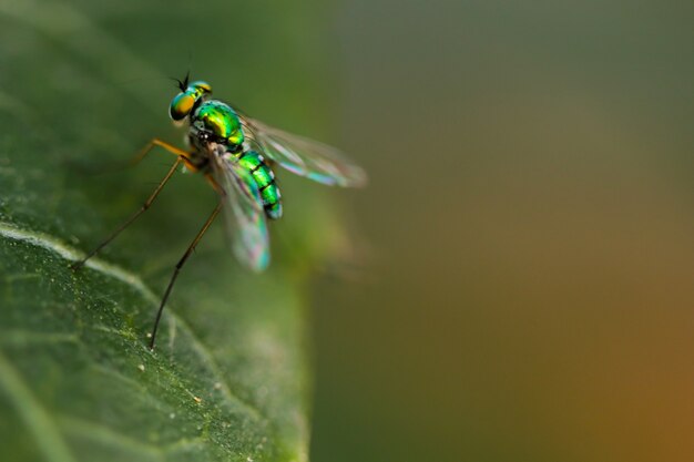 Macro Shot of Green House fly in the forest tree