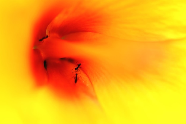 Photo macro shot of insect on orange flower