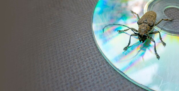 Macro shot of Longhorn beetle Cerambycidae sitting on a CD