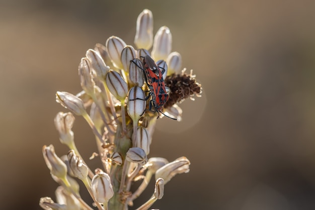 Macro shot of lygaeus saxatilis in its natural environment on blurred surface