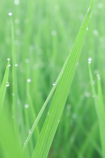 A Macro Shot of Paddy Leaves with Droplets in The Morning