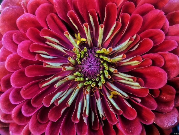 Photo macro shot of pink flower