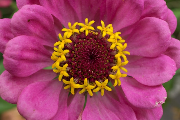 Macro shot of a pink flower