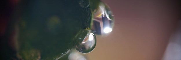 Macro shot of plant with water drops on plant surface drops of water with highlights cover leaf