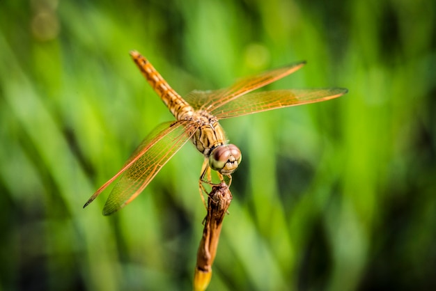 Macro shot of real dragonfly outdoors