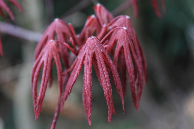 Photo macro shot of red flower