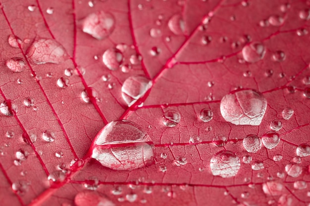 Macro shot of red leaf texture with rain driops Natural background