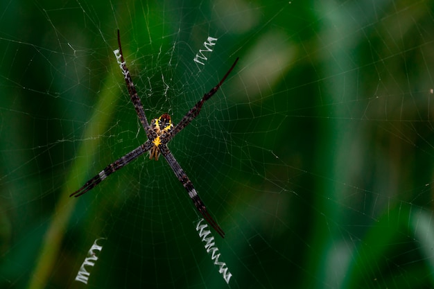 Macro shot of spider hanging on spider web on blurred green background.