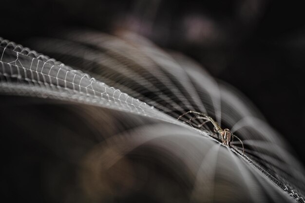 Photo macro shot of spider nnd nest