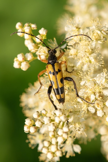 Macro shot of a spotted longhorn beetle feeding on the pollen of meadowsweet flowers