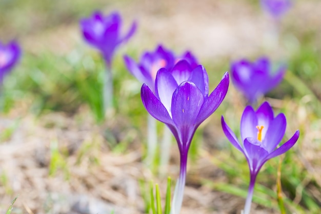 Macro shot of spring violet flowers crocuses with soft background