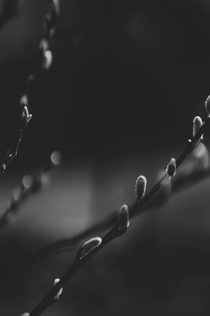 Macro shot of tree branch