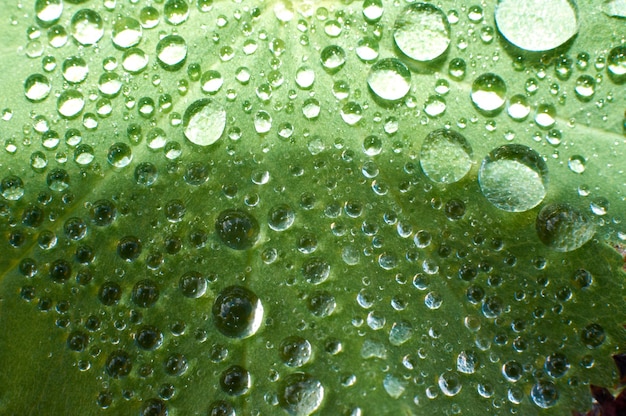 A macro shot of water drops on a green plant leaf