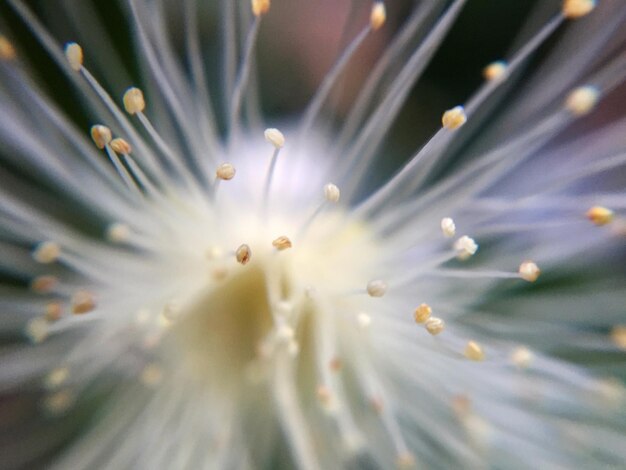 Photo macro shot of white flower blooming outdoors