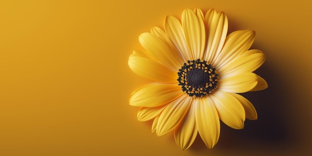 Macro shot of a yellow gerbera flower on yellow background with copy space Generative AI