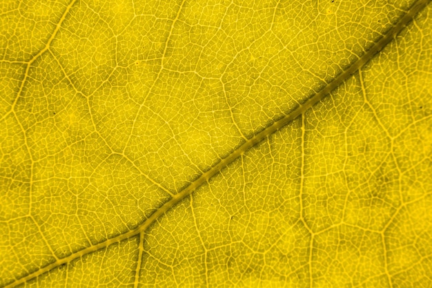 Macro shot of yellow leaf