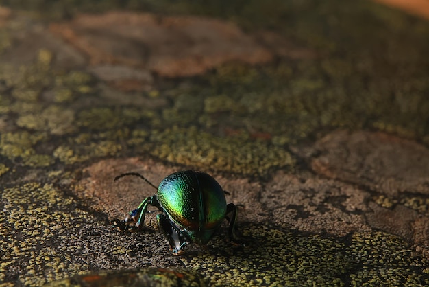 macro small beetle nature insect garden