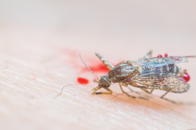 Photo macro of smashed mosquito (aedes aegypti) to died