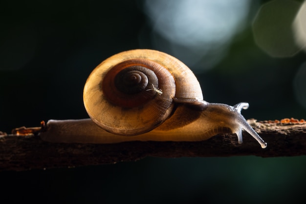 Macro snail on a branch