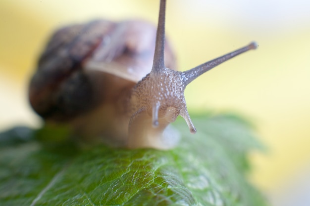 Macro snail crawling on leaf