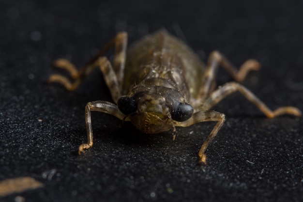 Macro Spider on Black Mirror