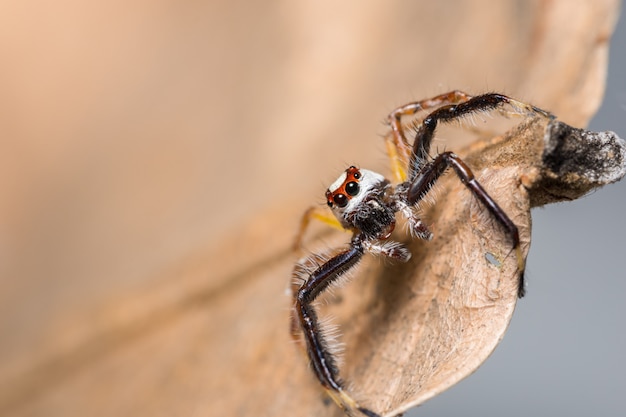 Macro spider on a branch of a leaf